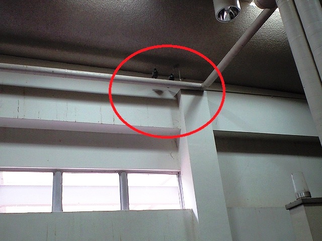 20181030鳩
