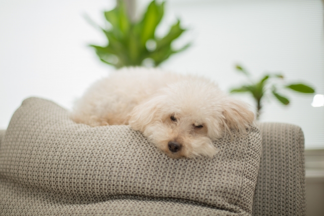 ソファー(犬2)